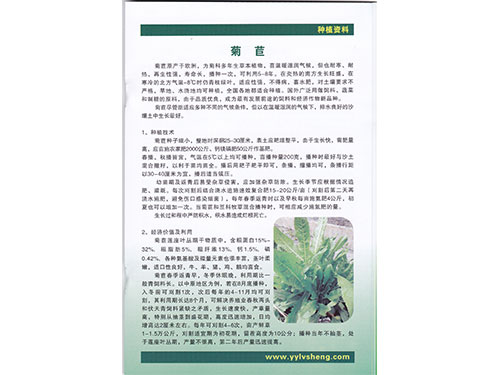 菊苣種植資料